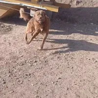 سه تا گله فروشی