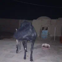 بز تک شاد گلابی|حیوانات مزرعه|کرباسک, |دیوار