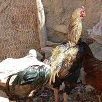 خروس لاری