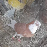 ۳جفت شازده زرد درجه یک پرش بالا