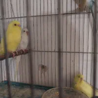 جوجه مرغ عشق آلبینو چشم شرابی