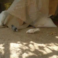 کبوتر پرشی|پرنده|رودشت (چهارمحال و بختیاری), |دیوار