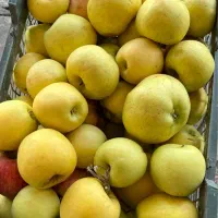 سیب|خوردنی و آشامیدنی|شیراز, شهرک مهدیآباد|دیوار