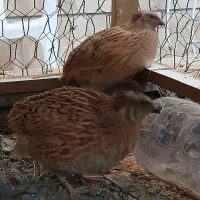 یک جفت بلدرچین نر دو ماهه