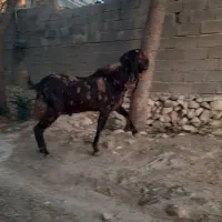 پازن اصیل اصیل پاکستانی