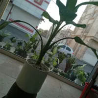 گل طبیعی