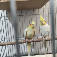 فروش یه جفت عروس هلندی