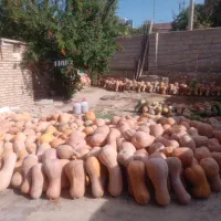 کدو|خوردنی و آشامیدنی|آشخانه, |دیوار
