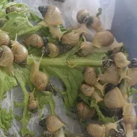 حلزون ۳ ماهه