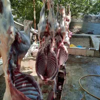 (کشتار ×قربانی گوسفند×زنده )جوآن قبراق نصفه گوشت