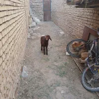 بره نر