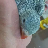 جوجه طوطی ملنگو سرلاکی