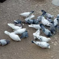 کبوتر پرشی بشرط