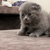 اسکاتیش فولد بلو|گربه|کرمان, |دیوار