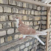 کبوتر پلاس|پرنده|قنوات, |دیوار
