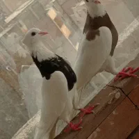 دوتا جوجه طوقی عالی