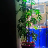 گل پنجه گربه ای و مورد|گل و گیاه طبیعی|جوانرود, |دیوار