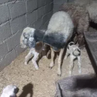 گوسفند بره دوقلو زا همگی شک‌ و کوه اول بره|حیوانات مزرعه|دهلران, |دیوار