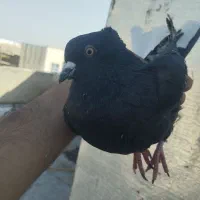 ذیل دمسفید نر|پرنده|تاکستان, |دیوار