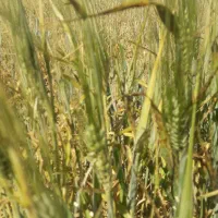 یک هکتار زمین کشاورزی با مجوز گلخانه در نظرآباد|فروش دفتر صنعتی، کشاورزی، تجاری|نظرآباد, احمد آباد|دیوار