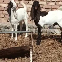 بزغاله نروماده گوش بلند بزپلنگی شیرا  بزگلابی