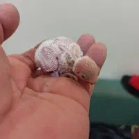 مرغ عشق اصل انگلیسی|پرنده|تهران, سازمان برنامه جنوبی|دیوار