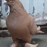 ساری لوتی ارکح