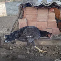 خروس ومرغ لاری ۷ماهه|حیوانات مزرعه|لوندویل, |دیوار