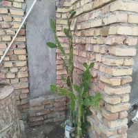 فروش کا کتوس درختی|گل و گیاه طبیعی|جوین, |دیوار