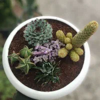 لوکس ترین هدیه روز مادر - تراریوم و دیش گاردن|گل و گیاه طبیعی|کرمانشاه, |دیوار