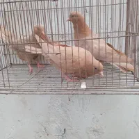 کبوتر|پرنده|میناب, |دیوار