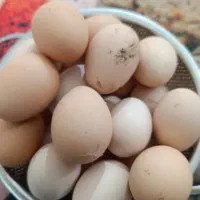 تخم مرغ محلی.کاملا نطفه دار