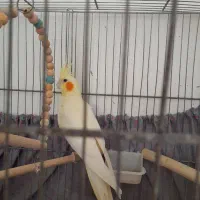 عروس هلندی لوتینو ماده و۳عددجوجه|پرنده|برخوار, |دیوار