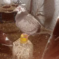 جوجه پلنگ وجوجه طوقی