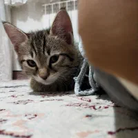 واگذاری سه تا بچه گربه و یه گربه ماده