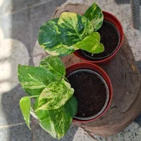 گیاه فیکوس لیراتا ، سانچزیا ،شفلرا ،بنجامین|گل و گیاه طبیعی|شیراز, شیخ روزبهان|دیوار