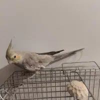 طوطی|پرنده|بیرجند, |دیوار