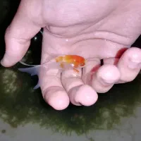 ماهی تترا مولی و گلدفیش و شریمپ و خزه ی کریسمس