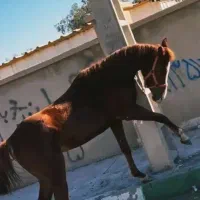 مادیون دره شور مدرک دار ابستن