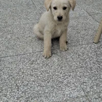 توله میکس گلدن و ولفداگ