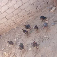 با سلام خسته نباشید