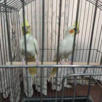 عروس هلندی لوتینو|پرنده|ری, فیروزآبادی|دیوار