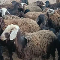 میش|حیوانات مزرعه|زنجان, |دیوار