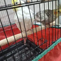 عروس هلندی|پرنده|ارومیه, |دیوار