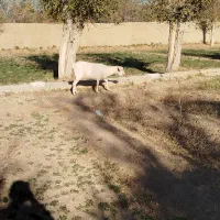 بز دورگ|حیوانات مزرعه|مهریز, |دیوار