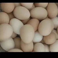 تخم مرغ