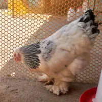 جوجه برهما ۳ روزه تا ۱۰ روزه