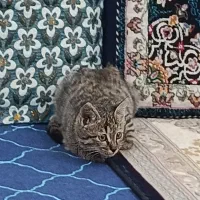 گربه رایگان