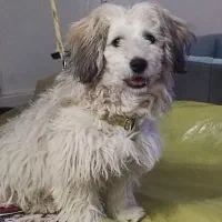 سگ  خیلی خوب وباهوش|سگ|زابل, |دیوار