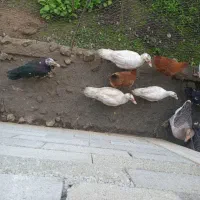 اردک و غاز|حیوانات مزرعه|رانکوه, |دیوار